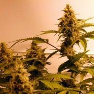 capegrower