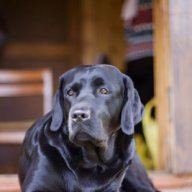 BirdDog1