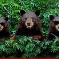 tdibear