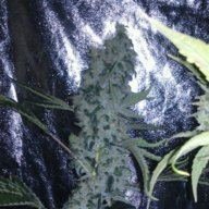 tahoe og 510
