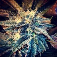 coloradro