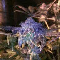 connoisseurde420