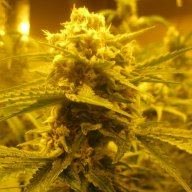 grower4life