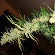 cannachef