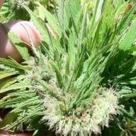 CaliGoldGenetics