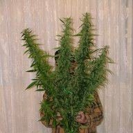 NEWworldseeds