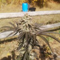 KeeperoftheDank