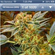 Kushlvr