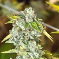 Professor OG