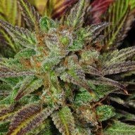 GreenintheThumb