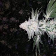 JokersSmoke