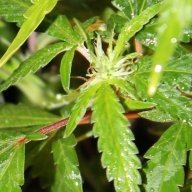 masterscrog