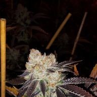 Mtngrown