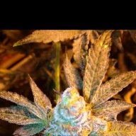 Sgt.Sativa