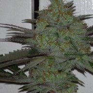 Oregon Grown