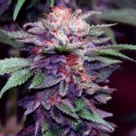 Martin Haze
