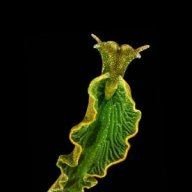 seaslug