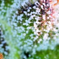 Holyherb