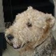 airedog