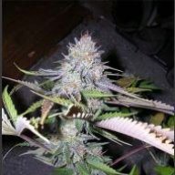 Oldmanstoner