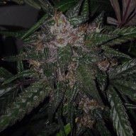 Cjgrow