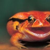 RedFroggie