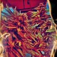 3G Labs