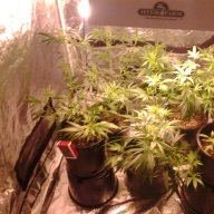 joegrower619