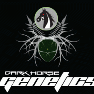DarkHorse CO