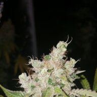 puffnstuff