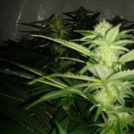 borogreen