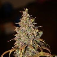 BudLord