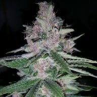 ocgreens