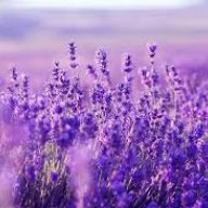 lavenderlove