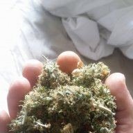 Trickiebush
