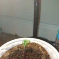 Growmyfirst