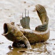 Mudskipper