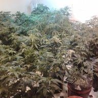WoWGrowGroup