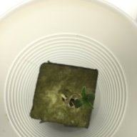 HerbHighman