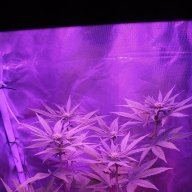 blu3kush