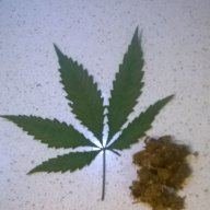 Basic Buds
