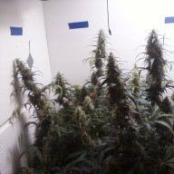 Headies