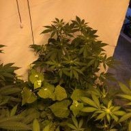 KGB Grower