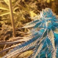 KYstoner