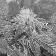 uns420