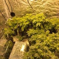 Budgod