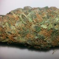 Danielgrower