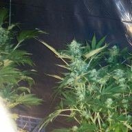 Grumb Blotto