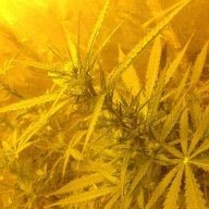 ThcPhil