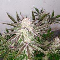 Vital Pharms